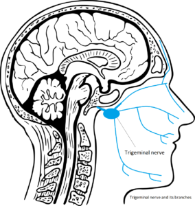 Trigeminal nerve and its branches
