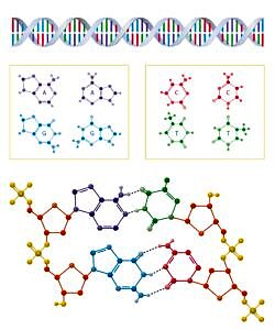 DNA and nucleotides